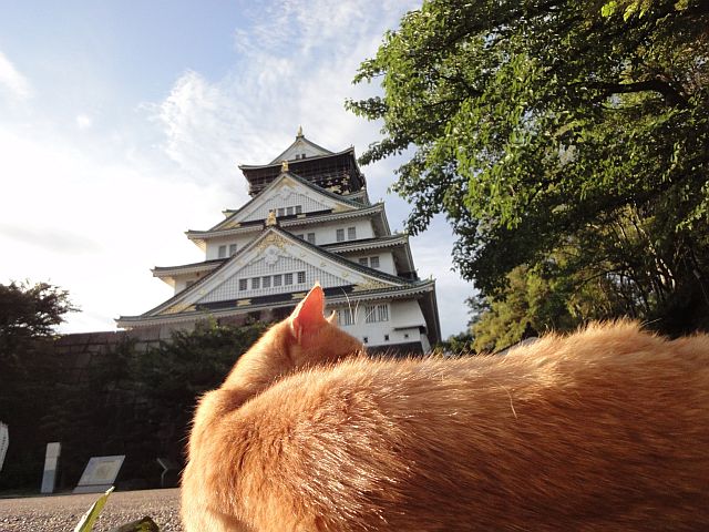 大阪城猫B02.jpg