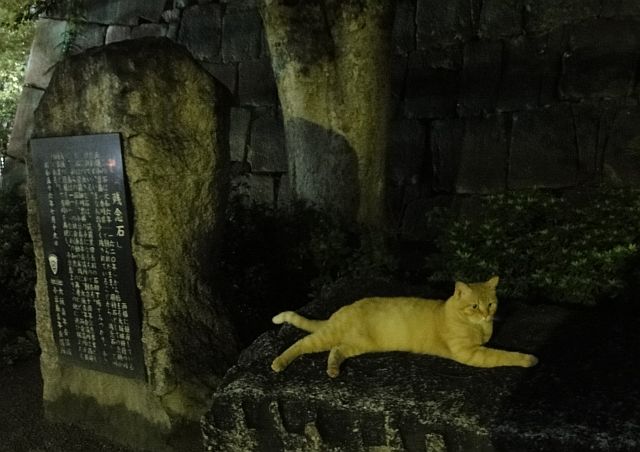 大阪城cat002.jpg
