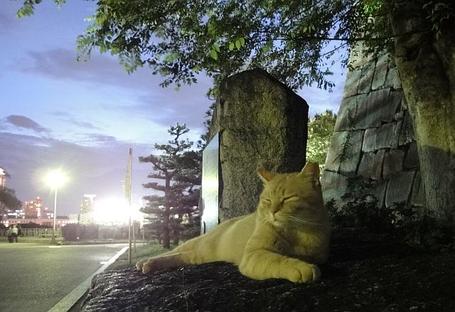 大阪城cat003.jpg