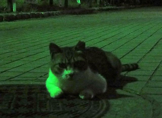 大阪城cat008.jpg
