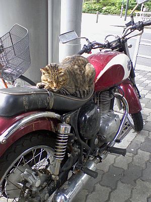 猫バイク01.jpg