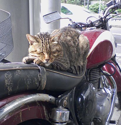 猫バイク02.jpg