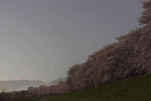 背割桜.jpg